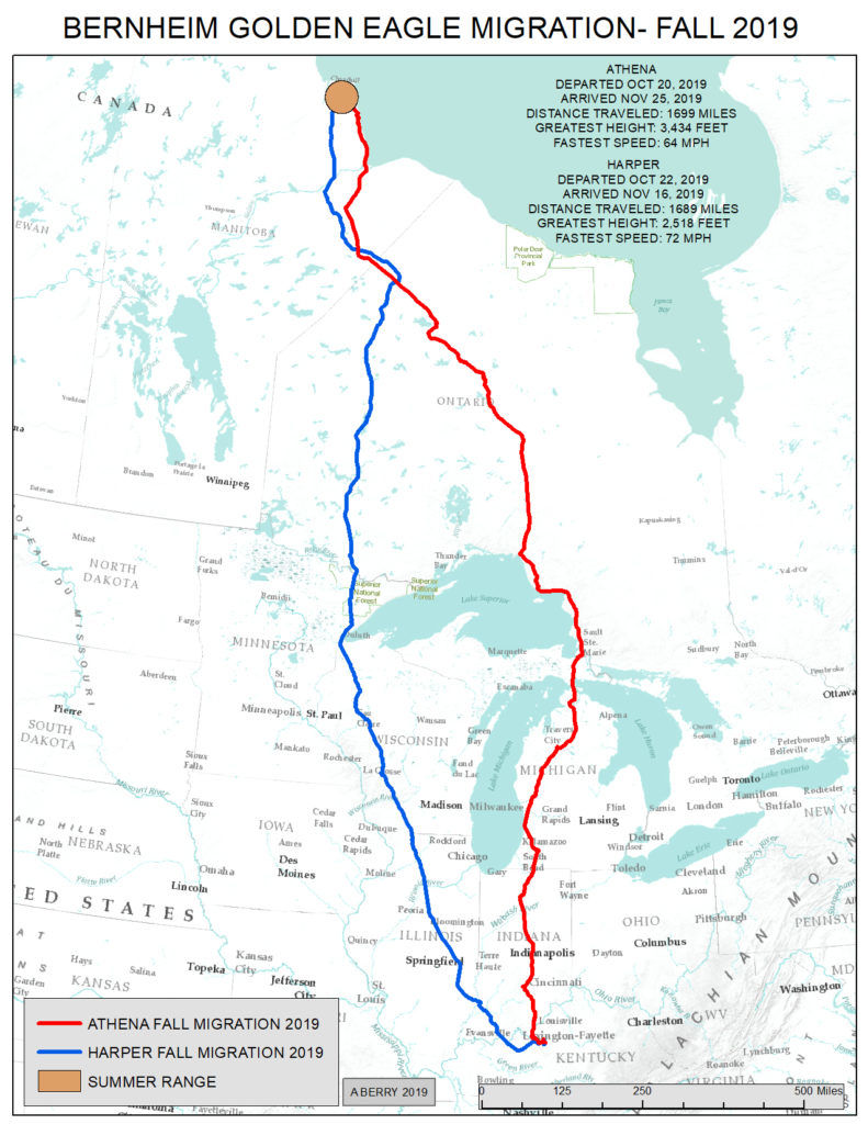 Flight Path of golden eagles
